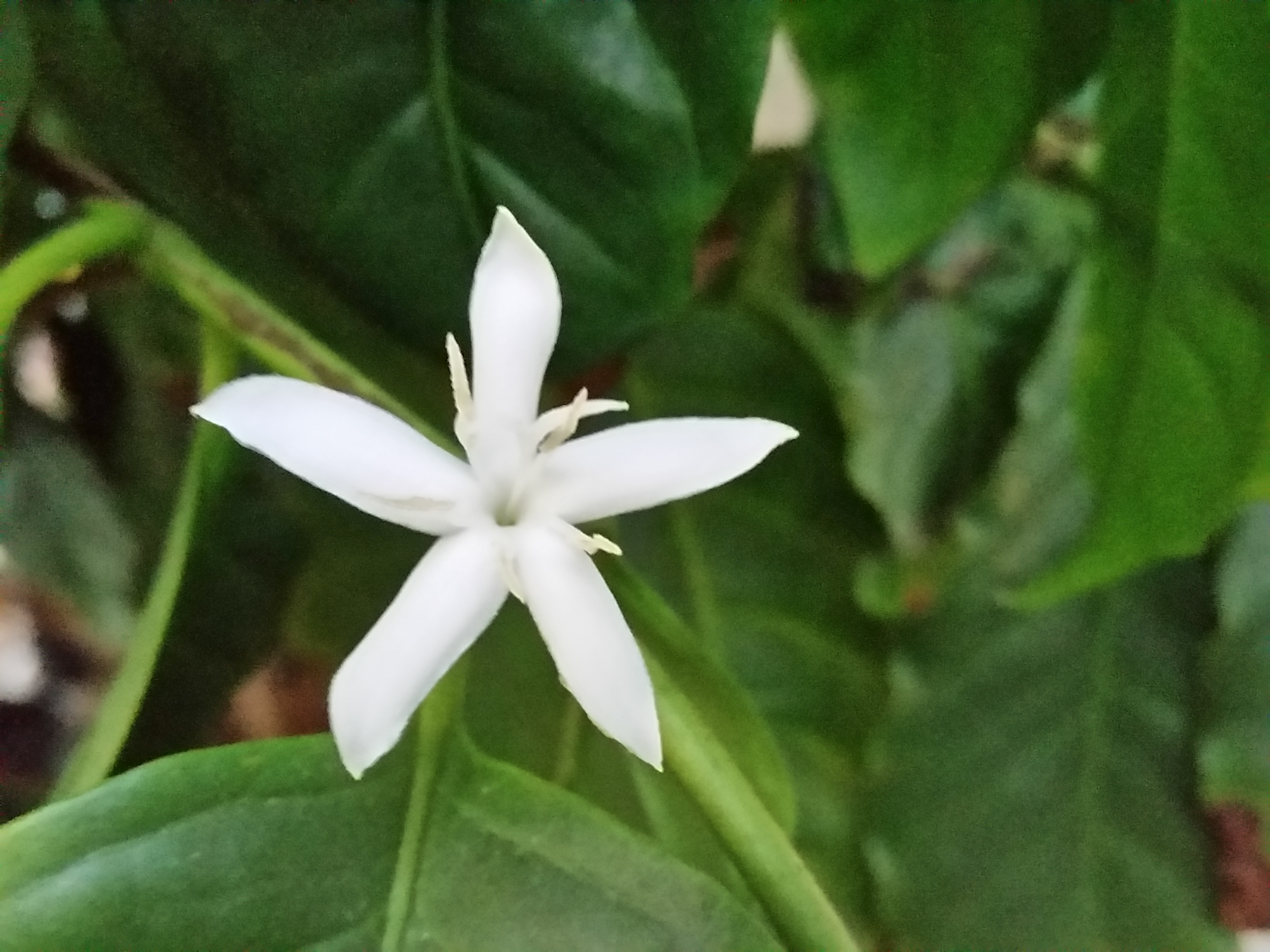 Coffee Arabica Flower 2 Gardenisto