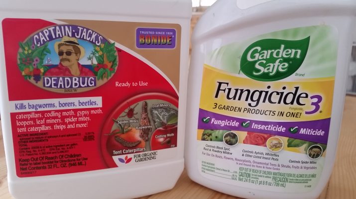 Eradicating Fungus Gnats Gardenisto